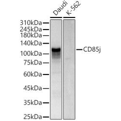 CD85j Rabbit pAb
