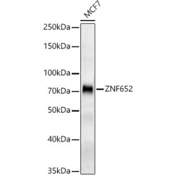 ZNF652 Rabbit pAb