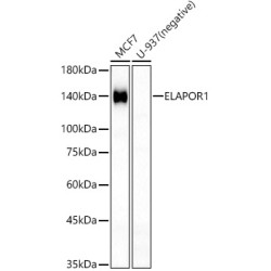 ELAPOR1 Rabbit pAb