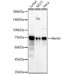 Merlin Rabbit pAb