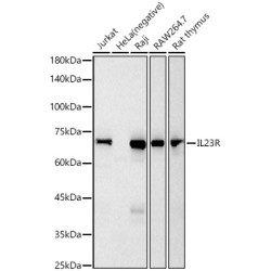 IL23R Rabbit mAb