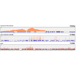 Acetyl-Histone H3-K56 Rabbit mAb