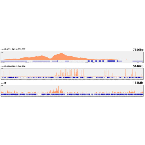 Acetyl-Histone H3-K56 Rabbit mAb