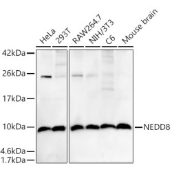 NEDD8 Rabbit mAb