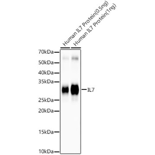 IL7 Rabbit mAb