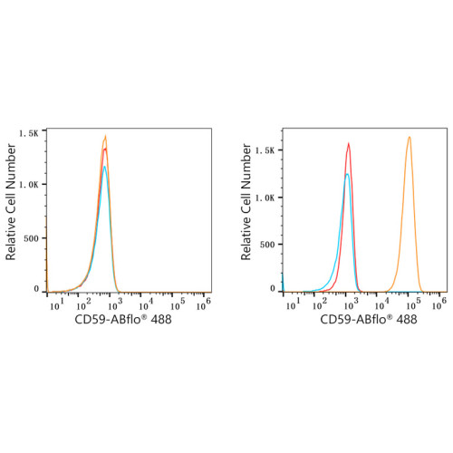 ABflo® 488 Rabbit anti-Human CD59 mAb