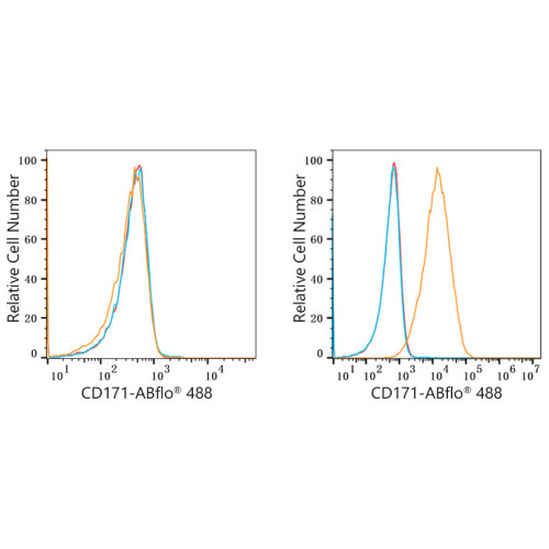 ABflo® 488 Rabbit anti-Human CD171/L1CAM mAb