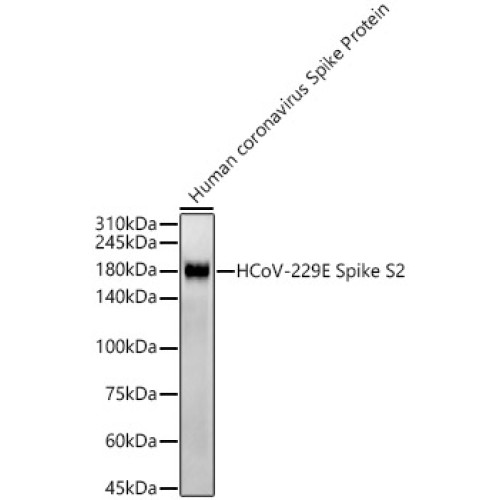 HCoV-229E Spike S2 Rabbit mAb
