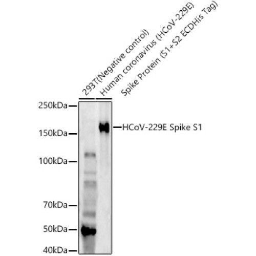 HCoV-229E Spike S1 Rabbit mAb