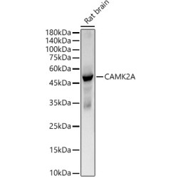 CAMK2A Rabbit mAb
