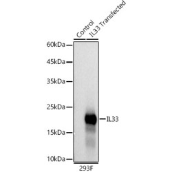 IL33 Rabbit mAb