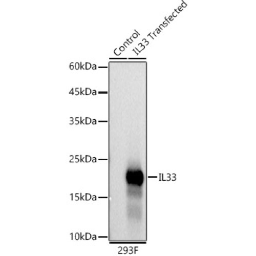 IL33 Rabbit mAb