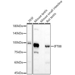 IFT88 Rabbit mAb