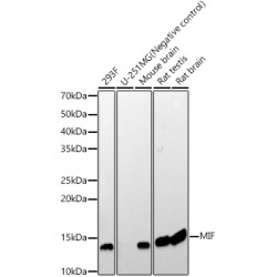 MIF Rabbit mAb