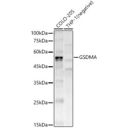 GSDMA Rabbit mAb