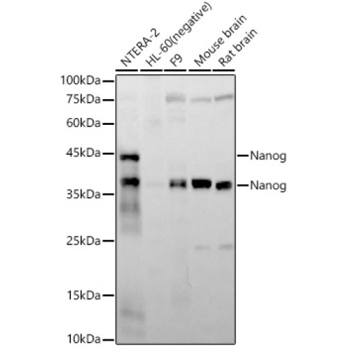 Nanog Rabbit mAb