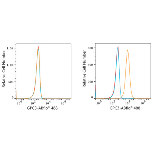 ABflo® 488 Rabbit anti-Human Glypican 3/GPC3 mAb