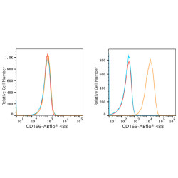 ABflo® 488 Rabbit anti-Human CD166/ALCAM mAb