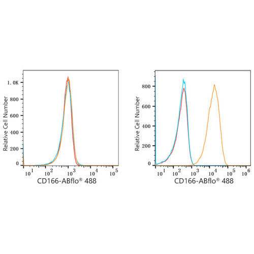 ABflo® 488 Rabbit anti-Human CD166/ALCAM mAb