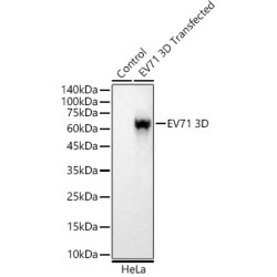 EV71 3D Rabbit mAb