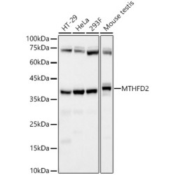 MTHFD2 Rabbit mAb