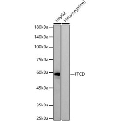 FTCD Rabbit mAb