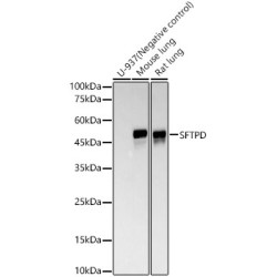 SFTPD Rabbit mAb