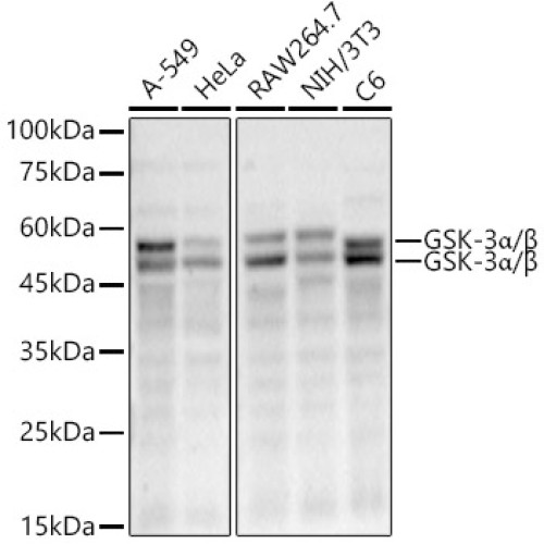 GSK-3α/β Rabbit mAb