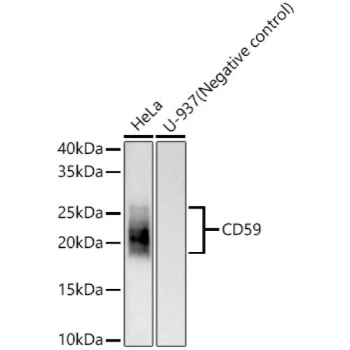 CD59 Rabbit mAb