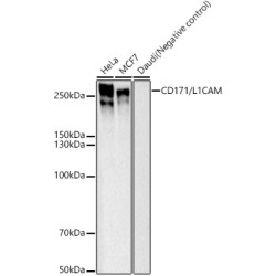 CD171/L1CAM Rabbit mAb