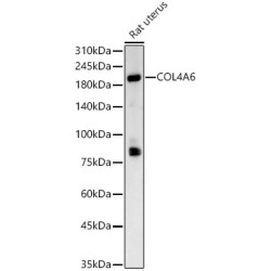 COL4A6 Rabbit pAb