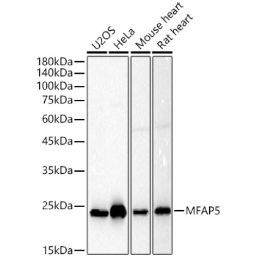 MFAP5 Rabbit pAb