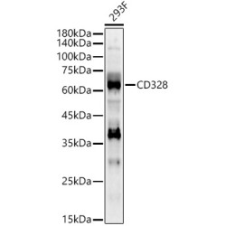 CD328 Rabbit pAb