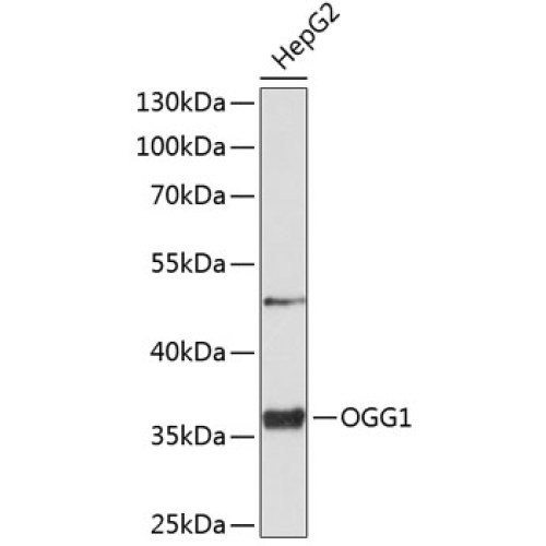 OGG1 Rabbit pAb