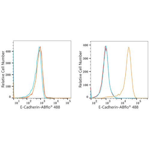 ABflo® 488 Rabbit anti-Human CD324/E-Cadherin mAb