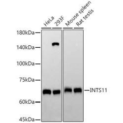 INTS11 Rabbit mAb