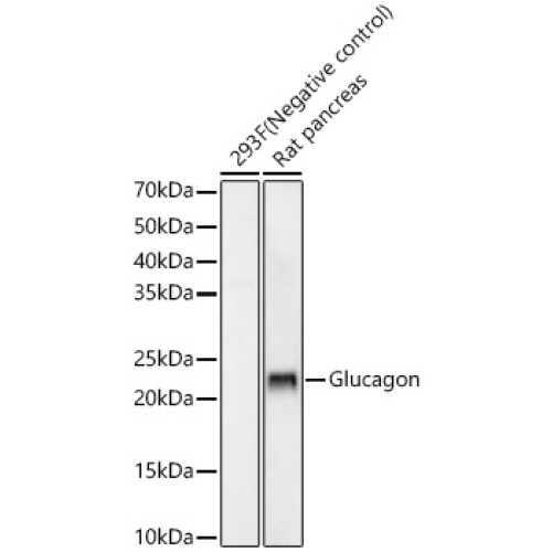 Glucagon Rabbit mAb