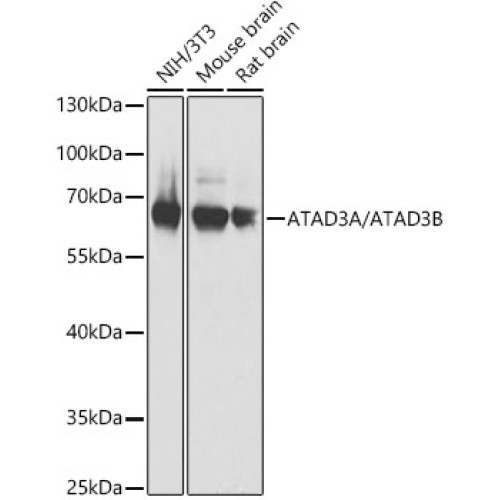 ATAD3A/ATAD3B Rabbit pAb
