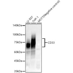 CD33 Rabbit mAb