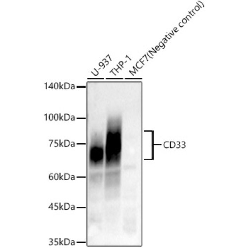 CD33 Rabbit mAb