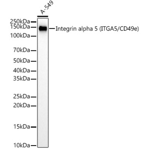 [KD Validated] Integrin alpha 5 (ITGA5/CD49e) Rabbit mAb