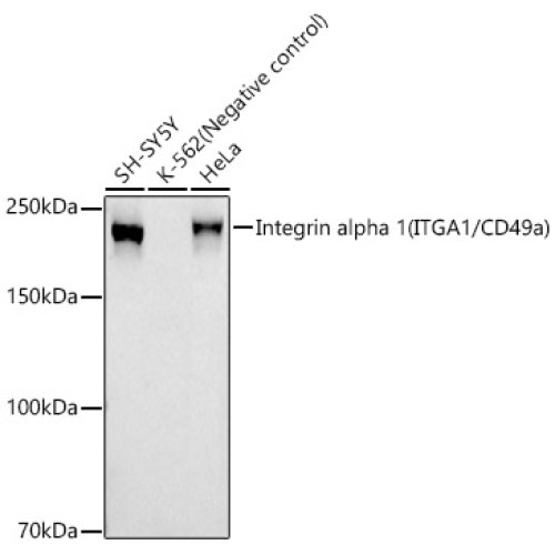 Integrin alpha 1 (ITGA1/CD49a) Rabbit mAb