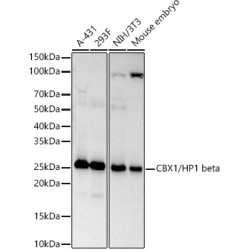 CBX1/HP1 beta Rabbit mAb