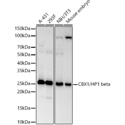 CBX1/HP1 beta Rabbit mAb