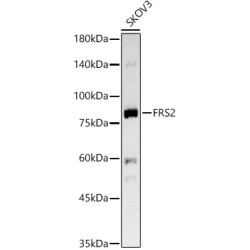 FRS2 Rabbit mAb