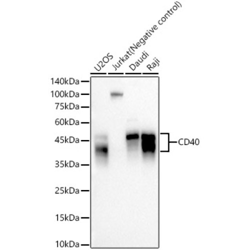 CD40 Rabbit mAb
