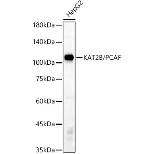 KAT2B/PCAF Rabbit mAb