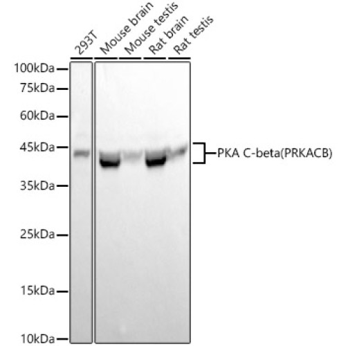 PKA C-beta (PRKACB) Rabbit mAb