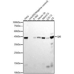 QKI Rabbit mAb