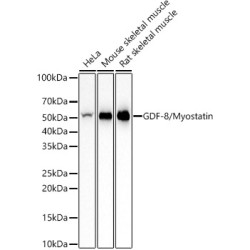GDF-8/Myostatin Rabbit mAb
